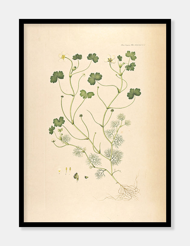 vandranunkel  |  FLORA DANICA-ILLUSTRATION - decoARTE