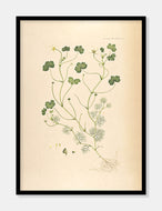 vandranunkel  |  FLORA DANICA-ILLUSTRATION - decoARTE