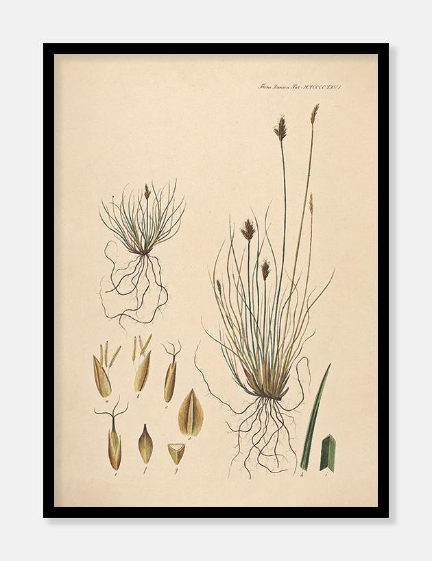 halvgræs  |  FLORA DANICA-ILLUSTRATION - decoARTE
