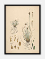 halvgræs  |  FLORA DANICA-ILLUSTRATION - decoARTE