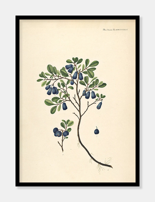 mosebølle  |  FLORA DANICA-ILLUSTRATION - decoARTE