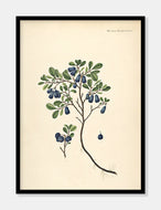 mosebølle  |  FLORA DANICA-ILLUSTRATION - decoARTE
