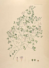 Indlæs billede til gallerivisning murjordrøg  |  FLORA DANICA-ILLUSTRATION - decoARTE
