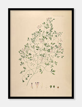 Indlæs billede til gallerivisning murjordrøg  |  FLORA DANICA-ILLUSTRATION - decoARTE
