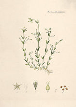 Indlæs billede til gallerivisning fladstjerne  |  FLORA DANICA-ILLUSTRATION - decoARTE
