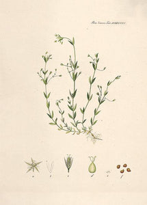 fladstjerne  |  FLORA DANICA-ILLUSTRATION - decoARTE