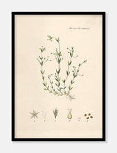 Indlæs billede til gallerivisning fladstjerne  |  FLORA DANICA-ILLUSTRATION - decoARTE
