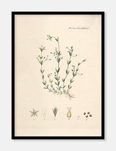fladstjerne  |  FLORA DANICA-ILLUSTRATION - decoARTE