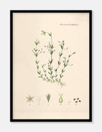 fladstjerne  |  FLORA DANICA-ILLUSTRATION - decoARTE