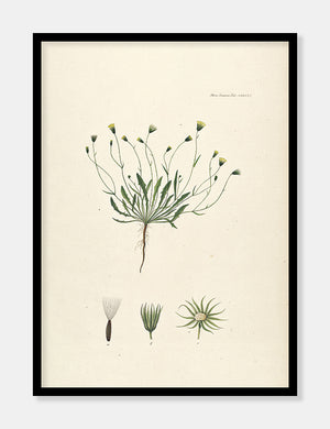 høgeskæg  |  FLORA DANICA-ILLUSTRATION - decoARTE