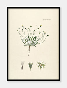 høgeskæg  |  FLORA DANICA-ILLUSTRATION - decoARTE