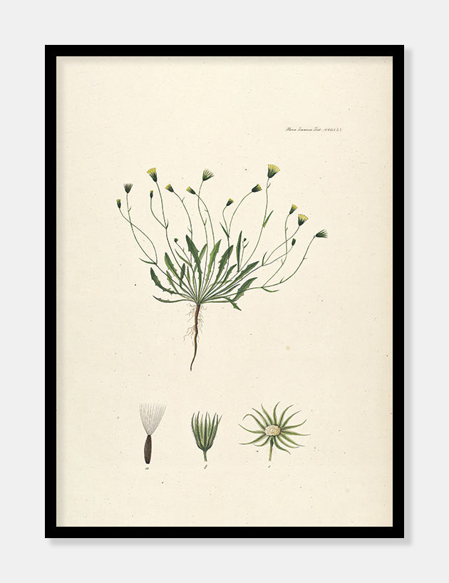 høgeskæg  |  FLORA DANICA-ILLUSTRATION - decoARTE