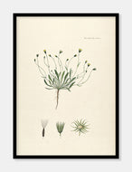 høgeskæg  |  FLORA DANICA-ILLUSTRATION - decoARTE