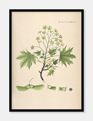spidsløn  |  FLORA DANICA-ILLUSTRATION - decoARTE