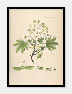 spidsløn  |  FLORA DANICA-ILLUSTRATION - decoARTE