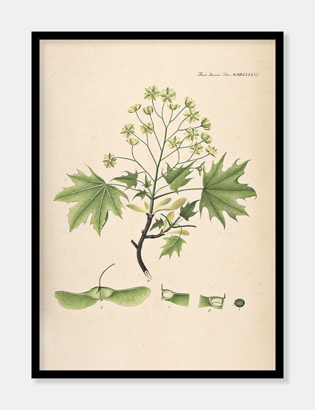 spidsløn  |  FLORA DANICA-ILLUSTRATION - decoARTE