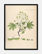 spidsløn  |  FLORA DANICA-ILLUSTRATION - decoARTE