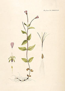 gederams  |  FLORA DANICA-ILLUSTRATION - decoARTE