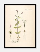 Indlæs billede til gallerivisning gederams  |  FLORA DANICA-ILLUSTRATION - decoARTE

