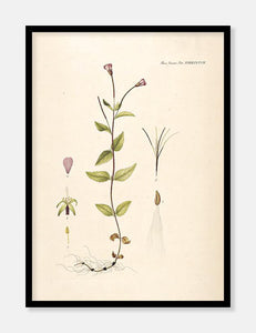 gederams  |  FLORA DANICA-ILLUSTRATION - decoARTE