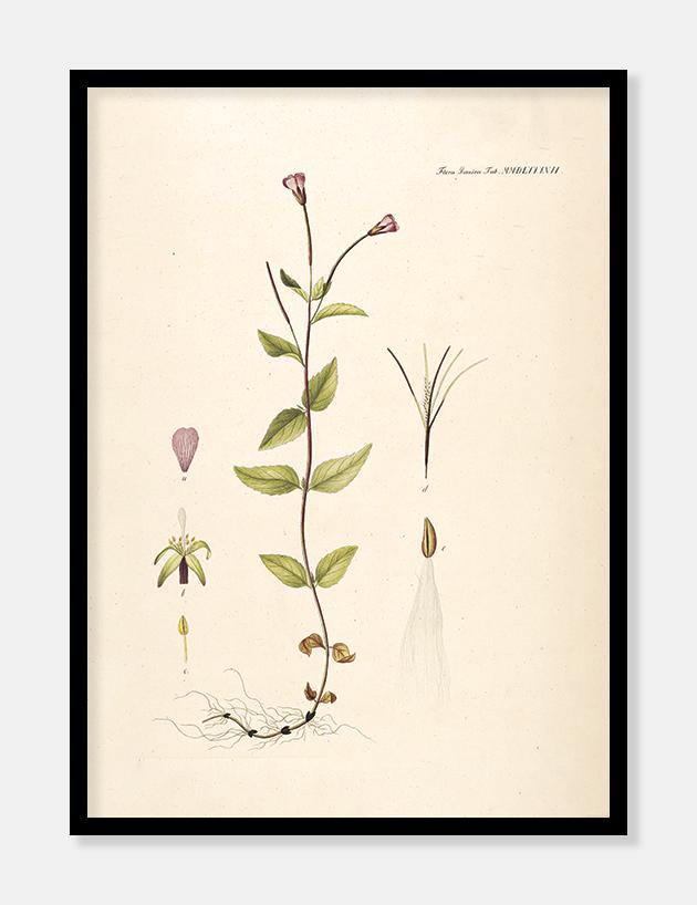 gederams  |  FLORA DANICA-ILLUSTRATION - decoARTE