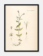 gederams  |  FLORA DANICA-ILLUSTRATION - decoARTE