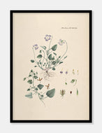 hundeviol  |  FLORA DANICA-ILLUSTRATION - decoARTE