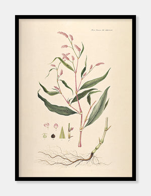 pileurt  |  FLORA DANICA-ILLUSTRATION - decoARTE
