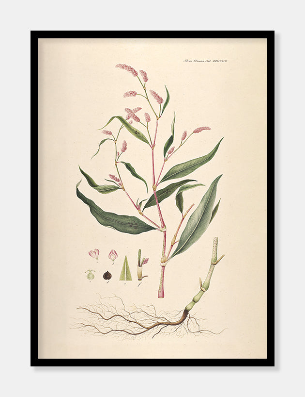 pileurt  |  FLORA DANICA-ILLUSTRATION - decoARTE