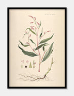 pileurt  |  FLORA DANICA-ILLUSTRATION - decoARTE