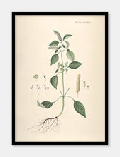 Indlæs billede til gallerivisning kryddermynte  |  FLORA DANICA-ILLUSTRATION - decoARTE
