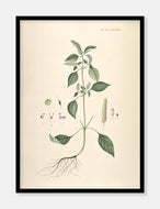 kryddermynte  |  FLORA DANICA-ILLUSTRATION - decoARTE