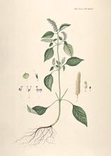 Indlæs billede til gallerivisning kryddermynte  |  FLORA DANICA-ILLUSTRATION - decoARTE
