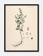 agermynte  |  FLORA DANICA-ILLUSTRATION - decoARTE