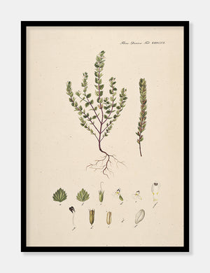 øjentrøst  |  FLORA DANICA-ILLUSTRATION - decoARTE