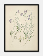 liden klokke  |  FLORA DANICA-ILLUSTRATION - decoARTE