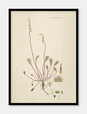 langbladet soldug  |  FLORA DANICA-ILLUSTRATION - decoARTE