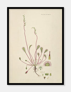 langbladet soldug  |  FLORA DANICA-ILLUSTRATION - decoARTE