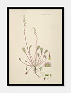 langbladet soldug  |  FLORA DANICA-ILLUSTRATION - decoARTE
