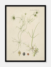 Indlæs billede til gallerivisning alge  |  FLORA DANICA-ILLUSTRATION - decoARTE
