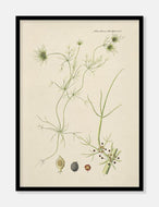 alge  |  FLORA DANICA-ILLUSTRATION - decoARTE