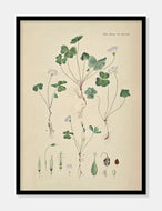 skovsyre  |  FLORA DANICA-ILLUSTRATION - decoARTE