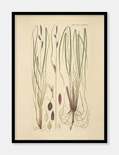 Indlæs billede til gallerivisning tuestar  |  FLORA DANICA-ILLUSTRATION - decoARTE
