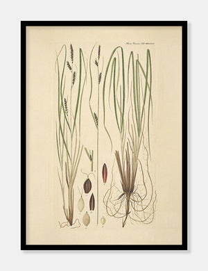 tuestar  |  FLORA DANICA-ILLUSTRATION - decoARTE