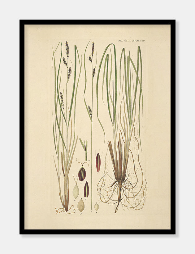 tuestar  |  FLORA DANICA-ILLUSTRATION - decoARTE