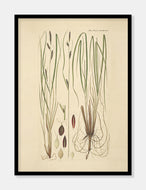 tuestar  |  FLORA DANICA-ILLUSTRATION - decoARTE