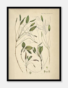aflangbladet vandaks  |  FLORA DANICA-ILLUSTRATION - decoARTE