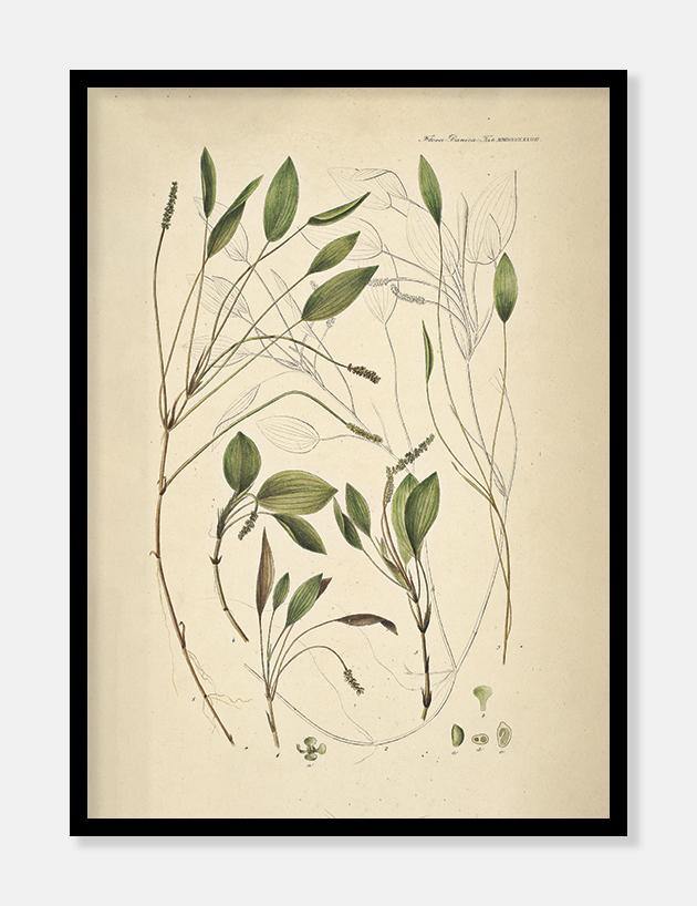 aflangbladet vandaks  |  FLORA DANICA-ILLUSTRATION - decoARTE