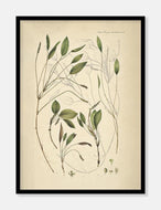 aflangbladet vandaks  |  FLORA DANICA-ILLUSTRATION - decoARTE