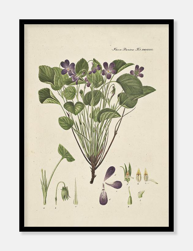 forskelligblomstret viol  |  FLORA DANICA-ILLUSTRATION - decoARTE
